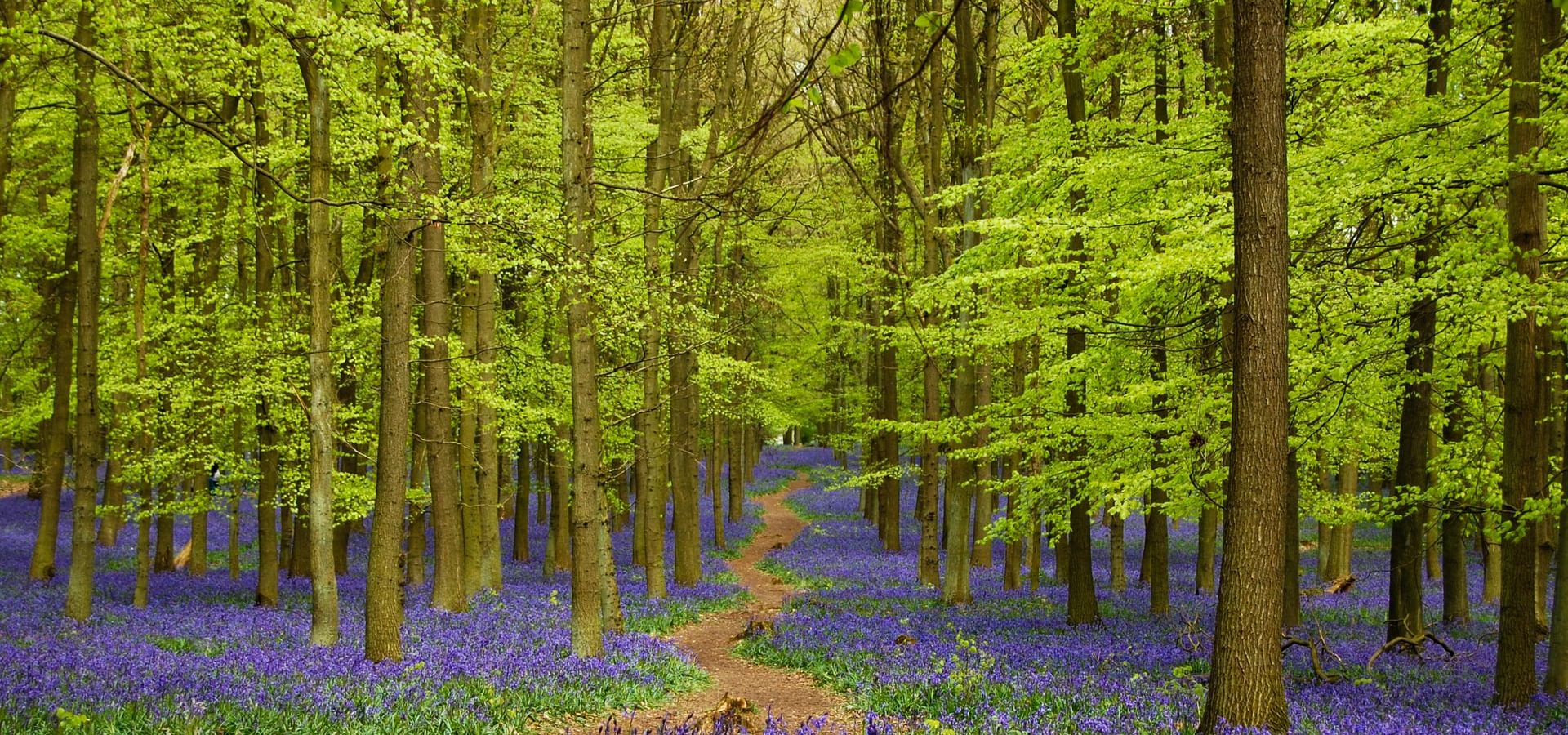 woodland with bluebells