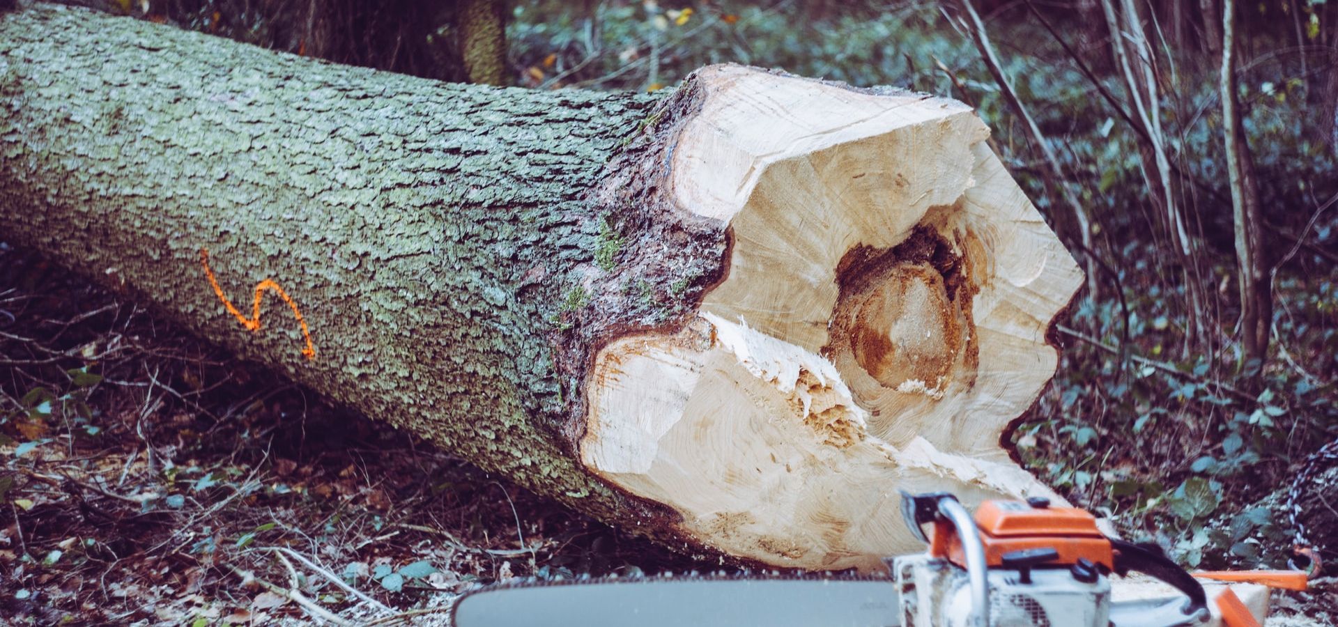 tree felling services