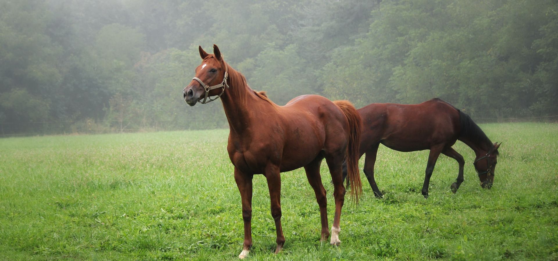 horses ina field