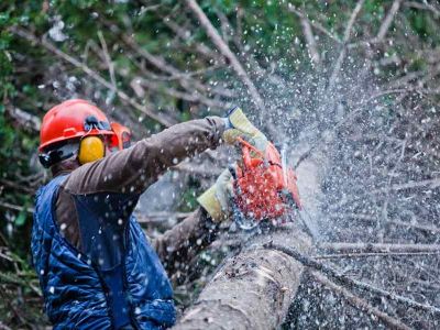 tree services Berkshire & Wiltshire