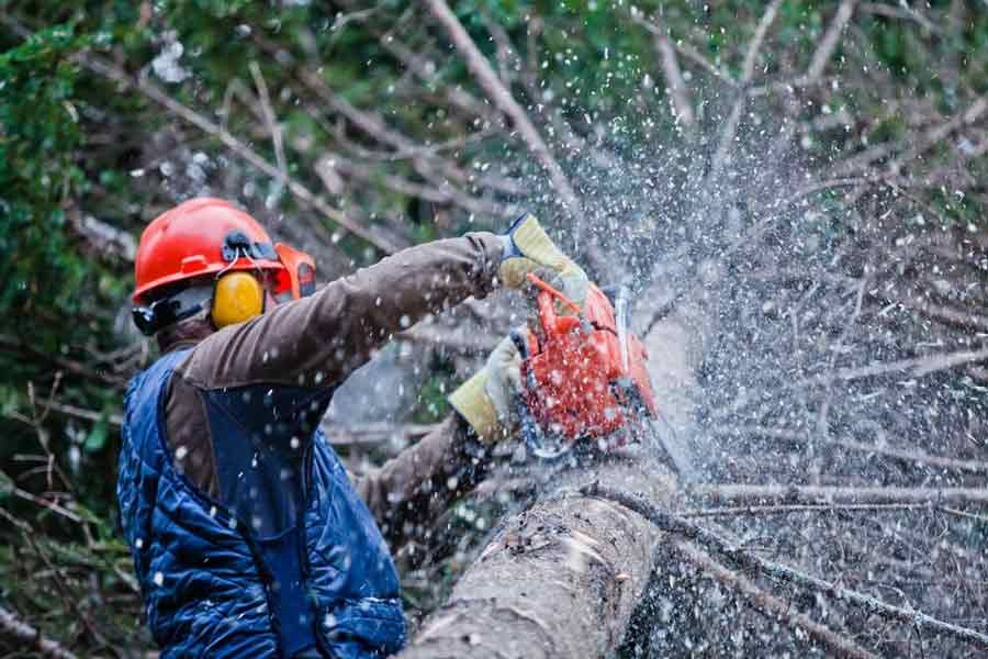 tree services Berkshire & Wiltshire