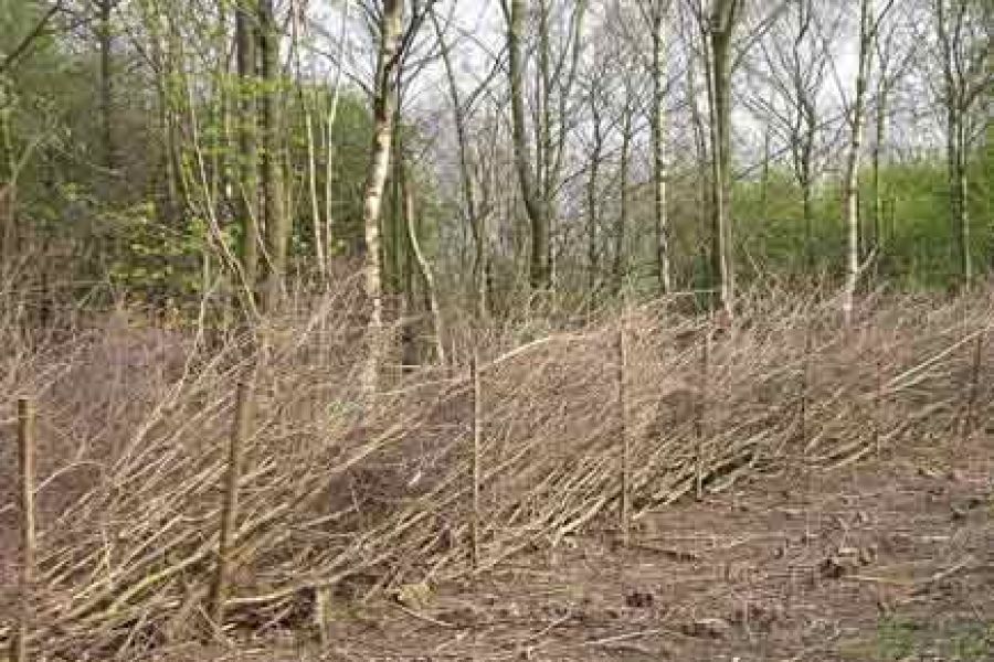 Woodland Management