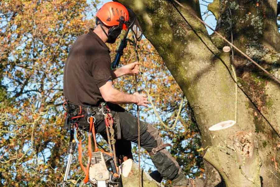 Tree Cutting